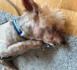 Fundraiser – Danik needs our help