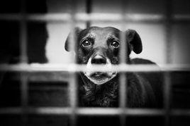 Fundraiser to support the adoption of senior dogs