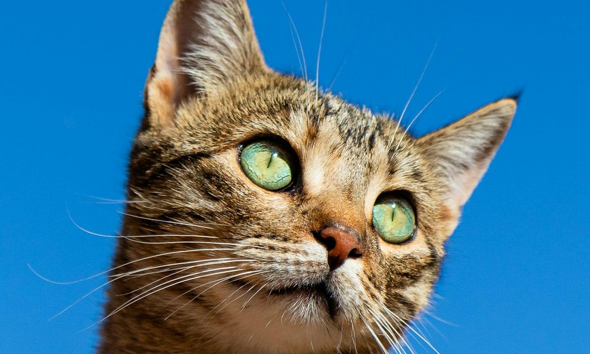 A tabby cat with green eyes looking up at a clear blue sky